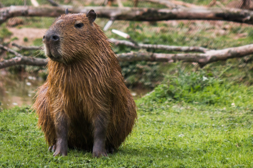 capibara